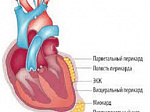 BSMU doctor has received a grant from the Russian Science Fund